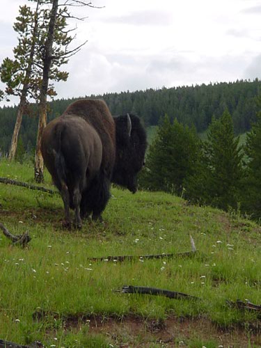bison!